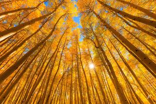 Autumn's Palette