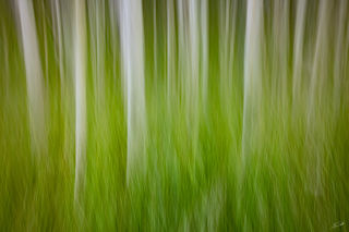 The Art of the Forest