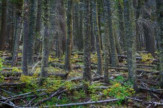Magnificent Trees