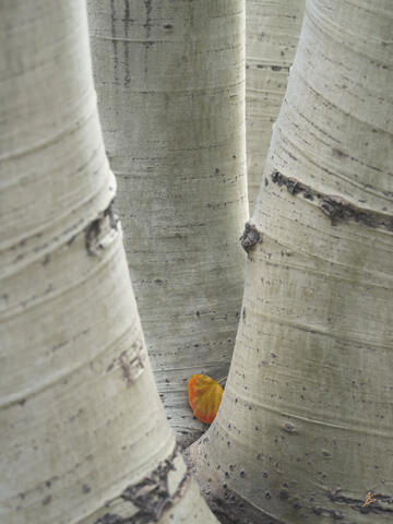 The Simplicity of Autumn