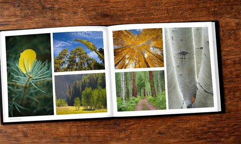 North Rim, Wild and Enduring, Forest, Trees, Grand Canyon, National Park, Book, Coffee Table Book