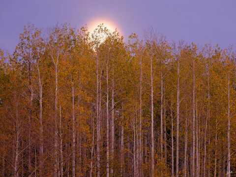 Aspen Moon