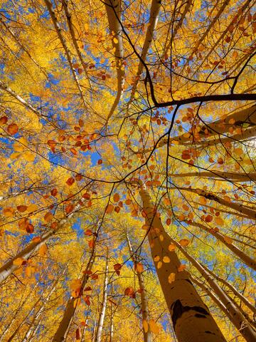 Looking up through a forest and a golden canopy of aspen leaves in fall.