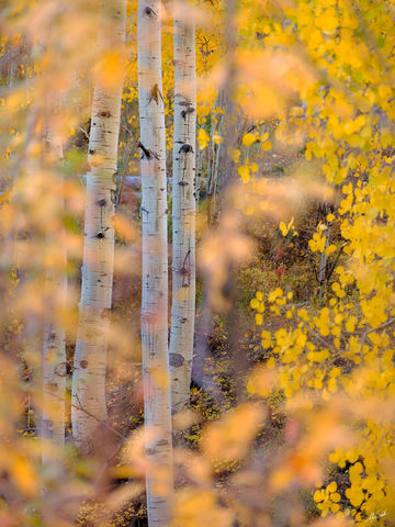 Dreamy Autumn