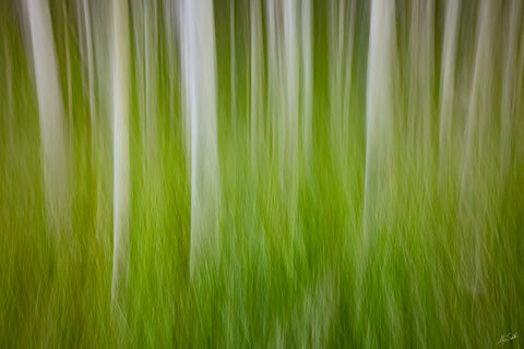 The Art of the Forest
