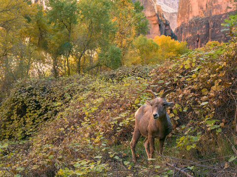 AZ, Animal, Arizona, Bighorn, Desert Bighorn, Grand Canyon, Havasu Canyon, Havasu Creek, Havasupai, Havasupai Indian Reservation...