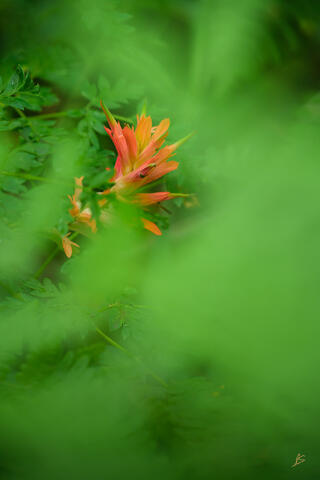 Paintbrush in the Ferns