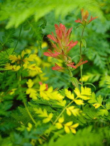 Paintbrush & Ferns