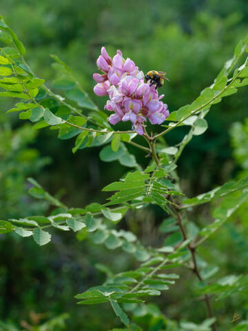 Bee on the Locust Flower