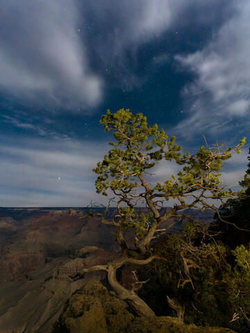 Pinyon Under Moonlight