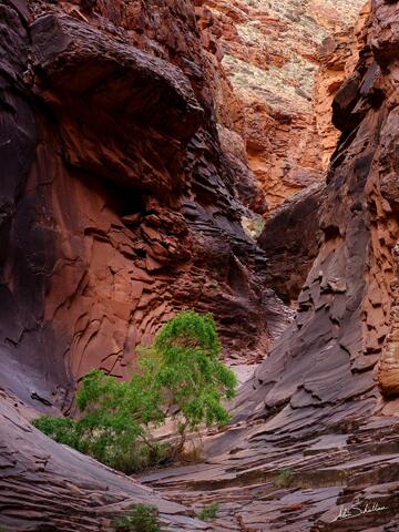 Lone Tree in North Canyon