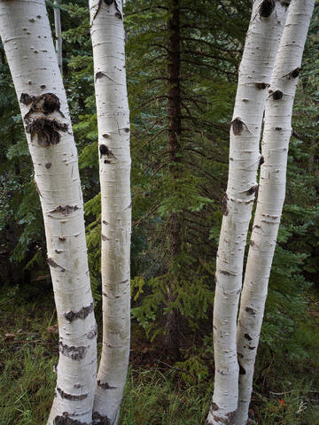 Aspens on the North Rim