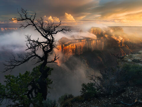 In the Mist