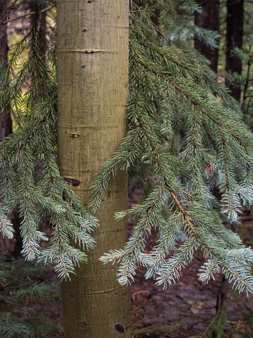 Tree Hugger