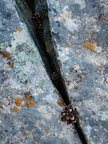 Pine Cone and Lichen