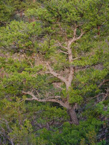Pinyon Pine