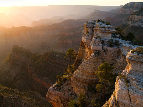 AZ, Arizona, Grand Canyon, National Park, Pinaceae, Pine, Pinus ponderosa, Ponderosa, Ponderosa Pine, South Rim, Trees
