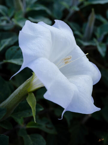 Sacred Datura Flowers in Bloom at Tuweep