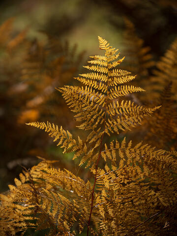 AZ, Arizona, Ferns, Grand Canyon, Kaibab Plateau, National Park, North Rim, Other Keywords, autumn, fall, fall color, forest
