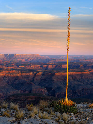 Evening Sentinel at Twin Point