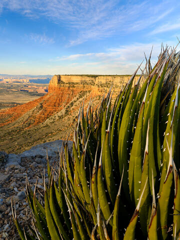 Morning Light at Twin Point