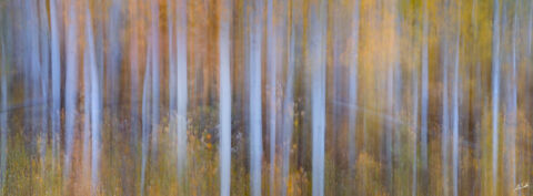 Motion of the Season