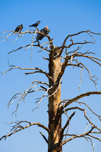 A Turkey Vulture, Raven, and California Condor perched in a dead tree.