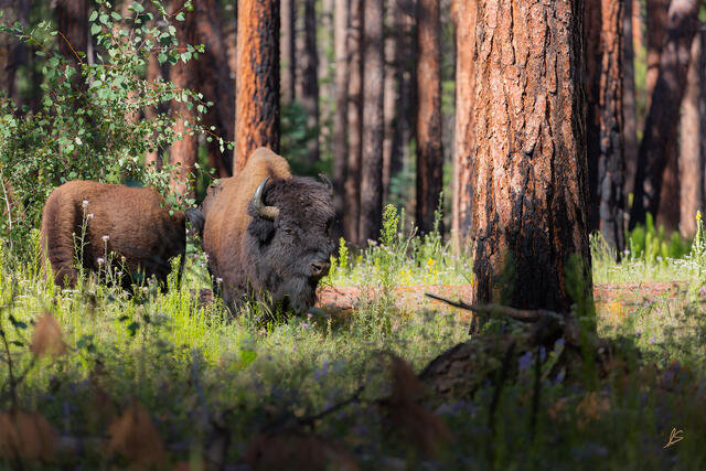 Bison roam amongst tall Ponderosa pine trees.