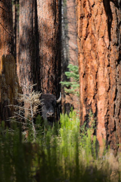 A lone bison amongst tall Ponderosa pine trees.