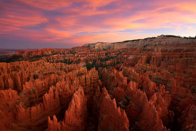 The Hoodoo Forest