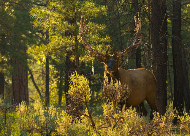 A large bull elk in the forest surrounded by tall Ponderosa pine trees.