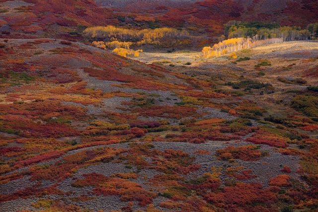 Sunlit Aspens