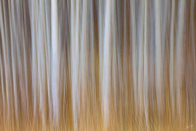 Autumn Grasses