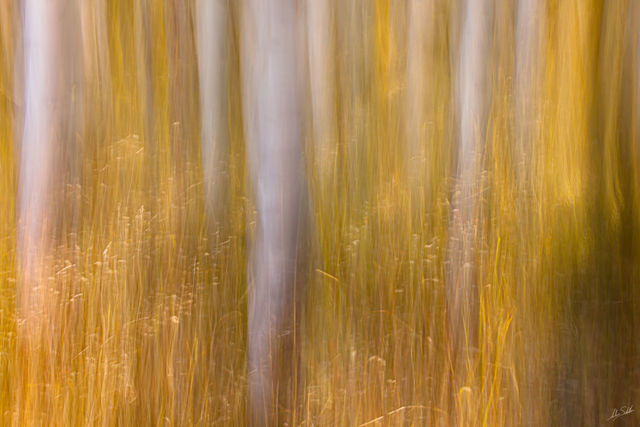 Dancing Grasses