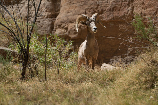 A Desert Bighorn ram grazes along the Colorado River in the Grand Canyon.
