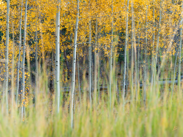AZ, Arizona, Aspen Trees, Aspens, Autumn, Fall, Fall Color, Grand Canyon, Kaibab National Forest, Kaibab Plateau, North Rim...
