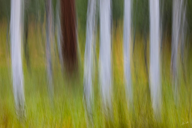 Lone Ponderosa