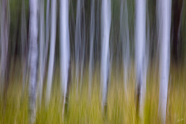 Hart Prairie Aspens