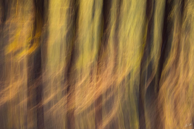 Wind in the Ponderosas