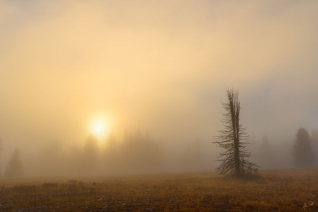 Patriarch of the High Country
