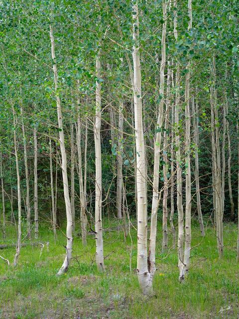 Rustling Leaves