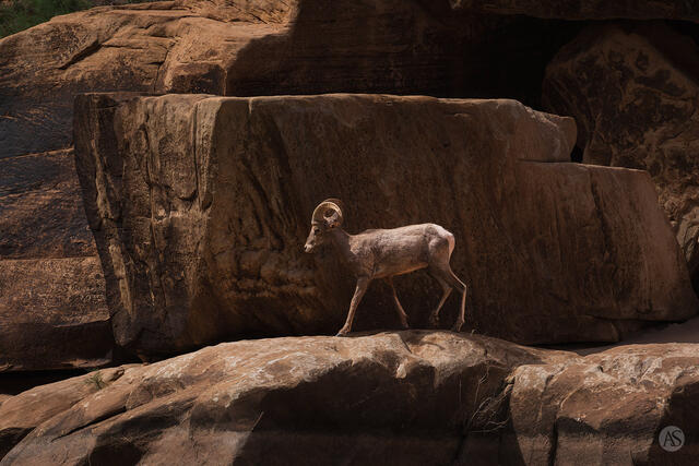 A Desert Bighorn sheep walks on rocks along the Colorado River in the Grand Canyon.