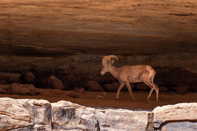 A Desert Bighorn sheep walks on rocks along the Colorado River in the Grand Canyon.