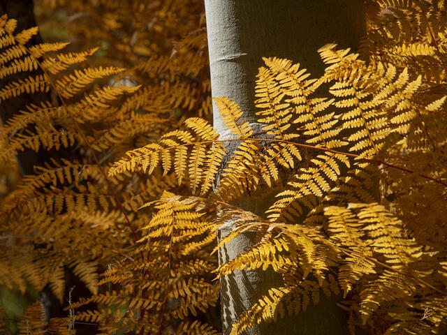 Gold Amongst the Aspens