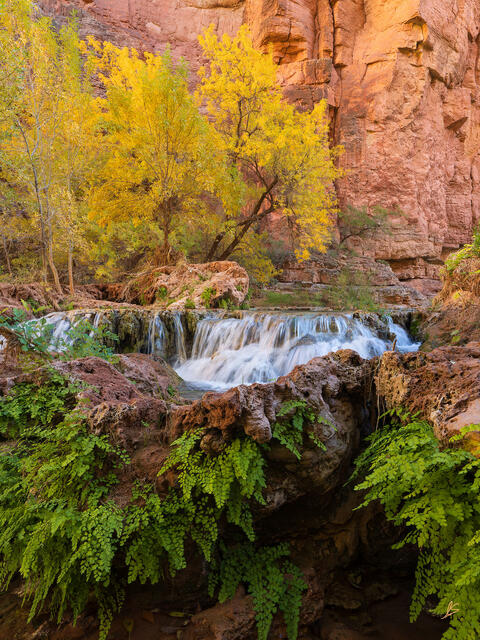 Green ferns cling to rocks. In the distance is a small waterfall surrounded by red and orange cliffs and trees with yellow leaves. 