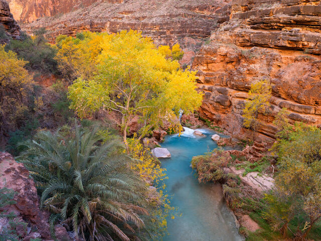 Blue-green water in a creek flows past trees with yellow leaves and a palm tree surrounded by red rock sandstone cliffs.
