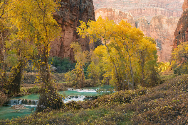 Tall cottonwood trees with yellow leaves line the turquoise waters of Havasu Creek. Tall cliffs and canyon walls frame the scene.