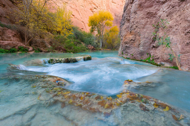 The blue-green waters of Havasu Creek and yellow leaves in a tree deep in a redrock canyon.