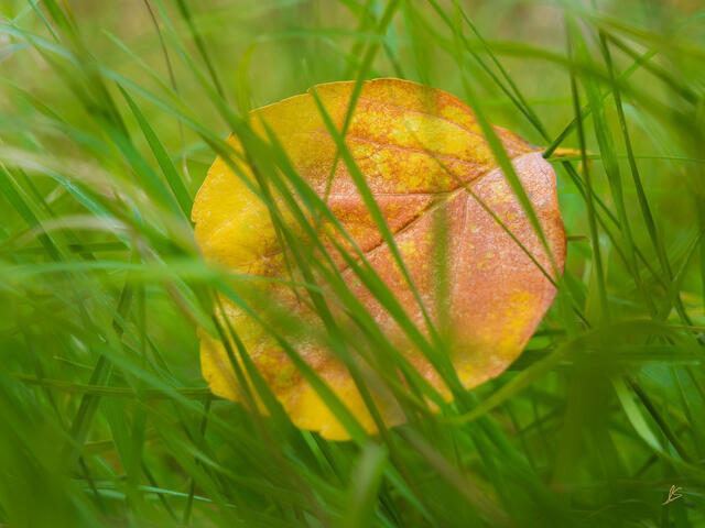 An orange and yellow leaf rests amongst vibrant green grasses.
