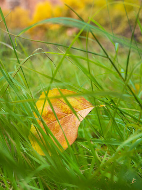An orange and yellow leaf rests amongst vibrant green grasses. In the distance are trees with yellow leaves.